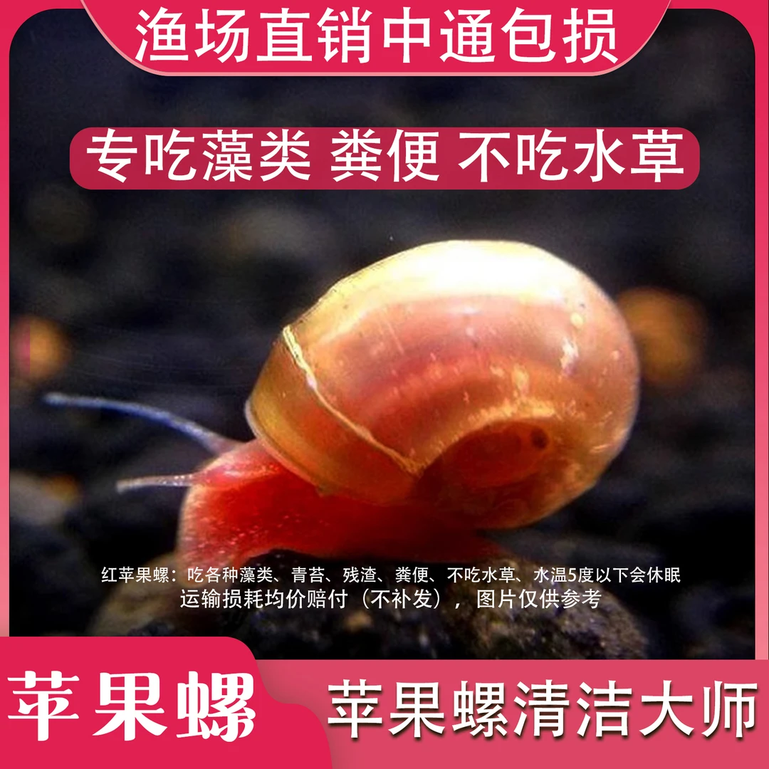 苹果螺除藻螺观赏螺鱼缸清洁螺吃藻螺斑马螺黄金螺吃粪工具淡水螺