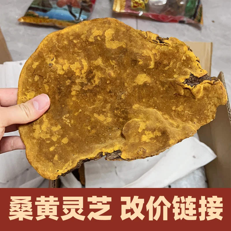 【桑黄·改价链接】西正宗野生桑树桑黄灵芝  高品质碎黄参菌西