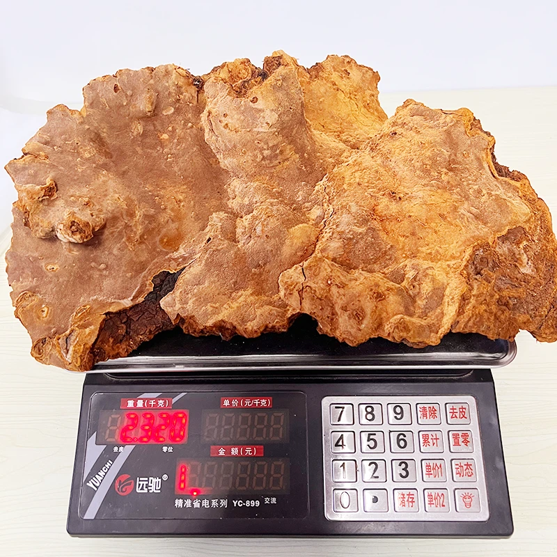 【松针灵芝·改价链接】西藏野生松针灵芝松针层孔菌 参 孢子粉