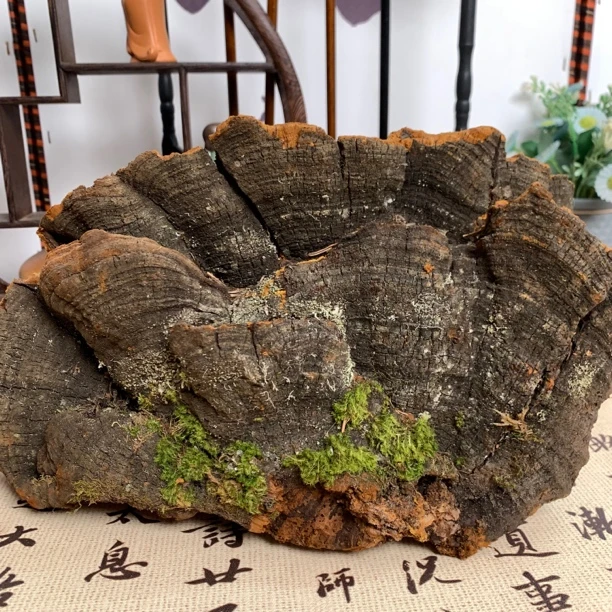 西藏野生松针层孔菌 【直播间一物一拍】
