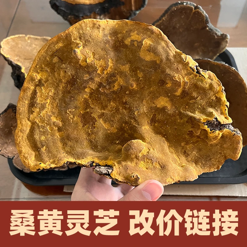 正宗野生桑树桑黄灵芝  高品质碎黄参菌