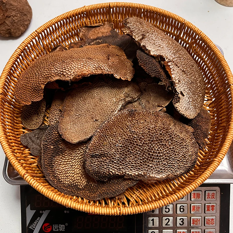 蜂窝灵芝新货深山采摘毛蜂窝菌蜂窝孔菌