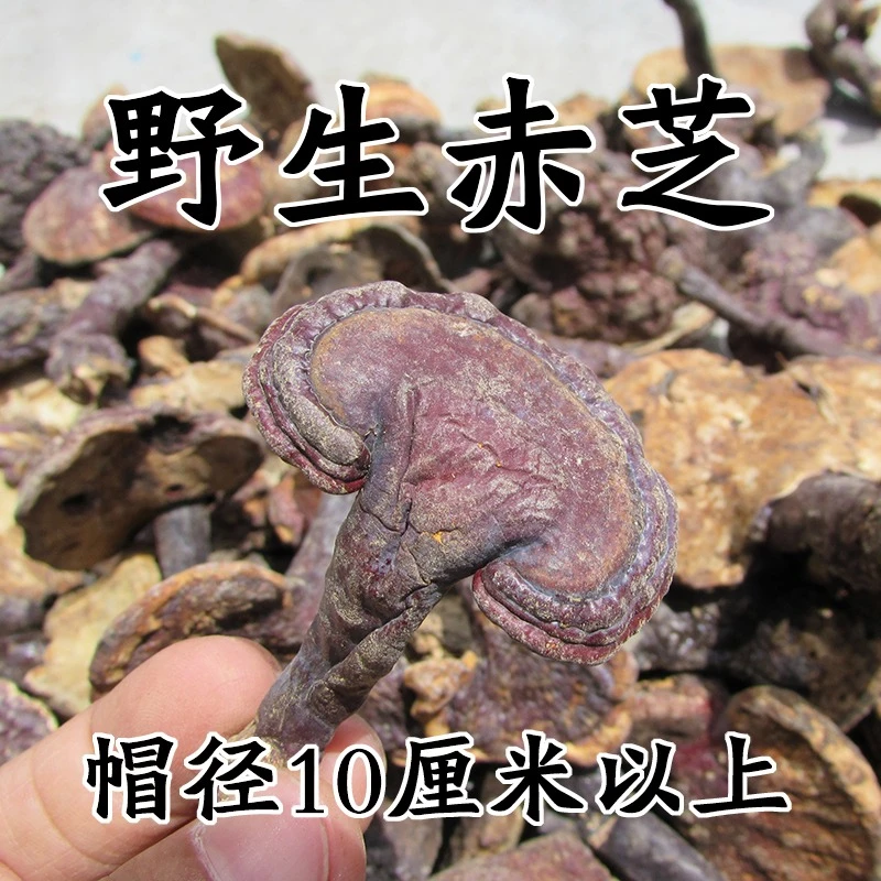 野生赤灵芝 灵芝参