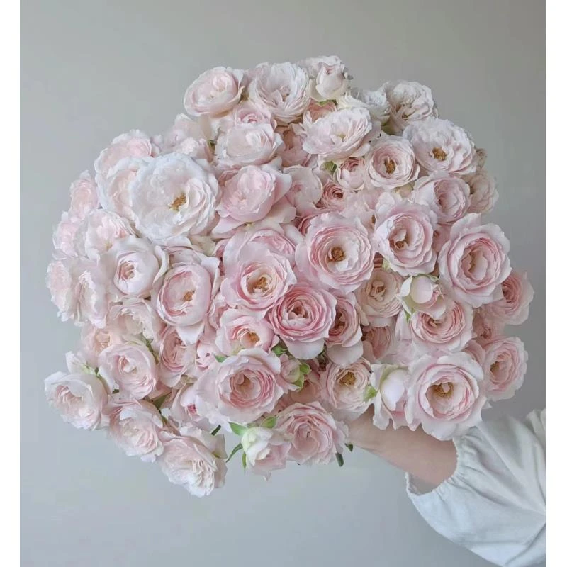 【牛牛甄选】AA仙子之吻多头稀有玫瑰 云南基地现采现发 单顺丰包邮