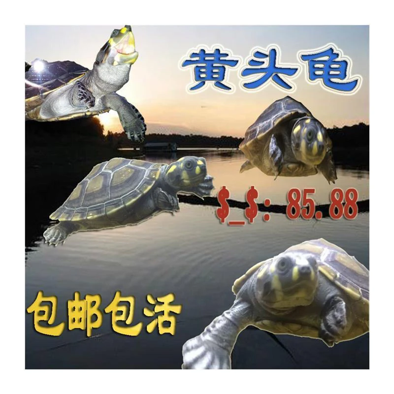 黄头侧颈龟忍者神龟吃粪龟吃鱼粪龟粪乌龟深水观赏龟苗小网红活物