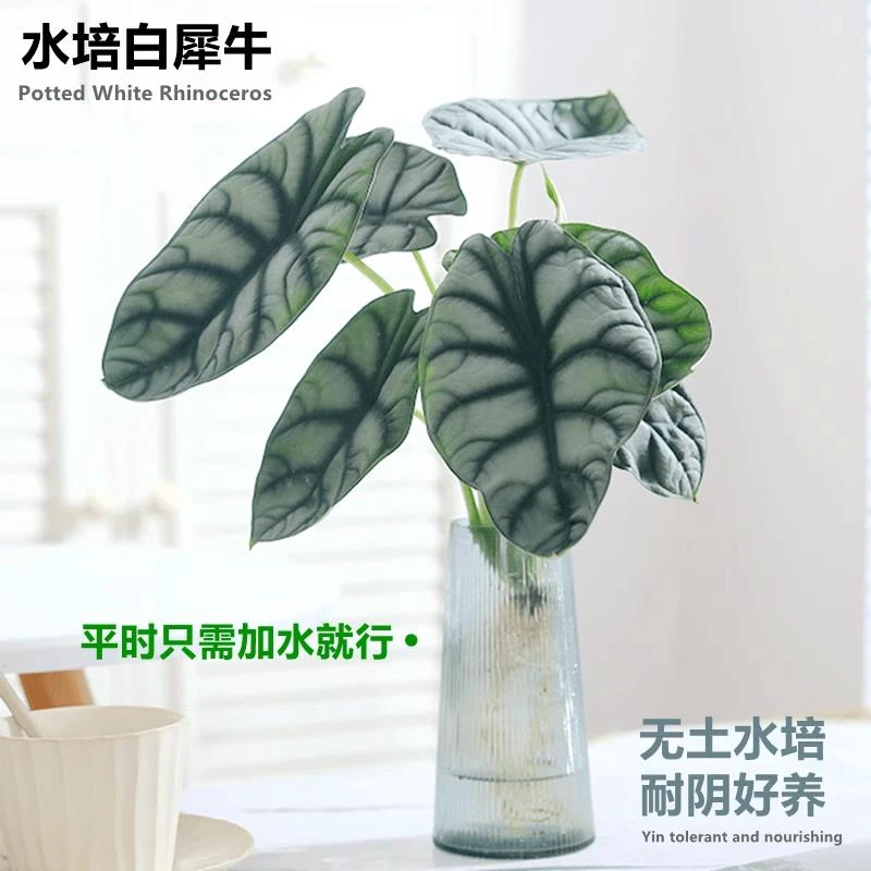 水培植物白犀牛龙鳞海芋天鹅绒竹芋盆栽室内好养水养绿植小仙女