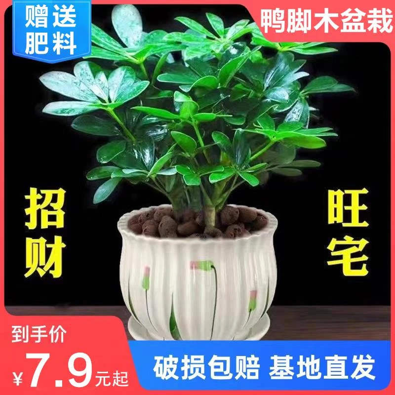 鸭脚木盆栽室内四季常青桌面绿植阳台招财树苗七叶莲八方来财植物
