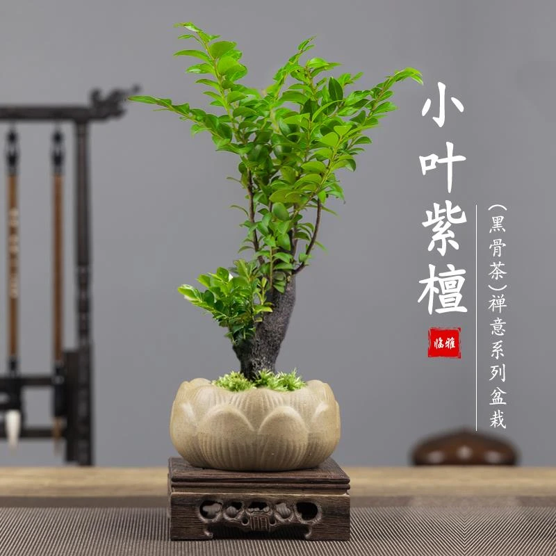 小叶紫檀盆景植物盆栽室内办公室茶桌面花卉树苗老桩四季好养摆件
