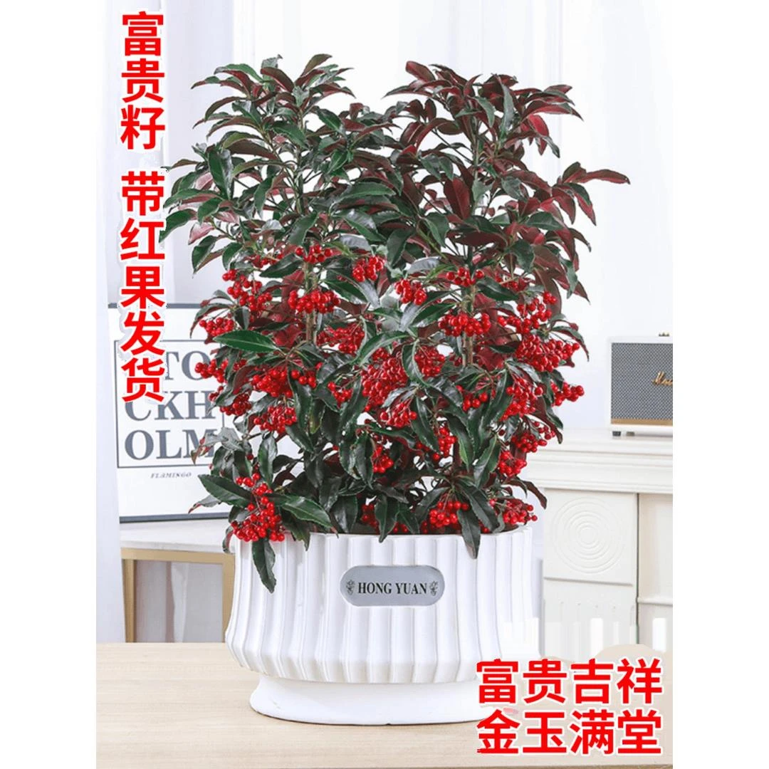富贵籽盆栽金玉满堂植物耐寒富贵子花卉室内植物带果发货年宵花