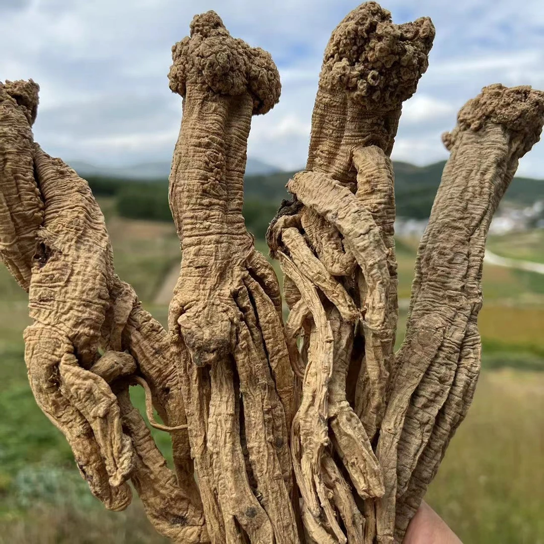 【特大条老党参】精选特大条老党参 六到八根 250克