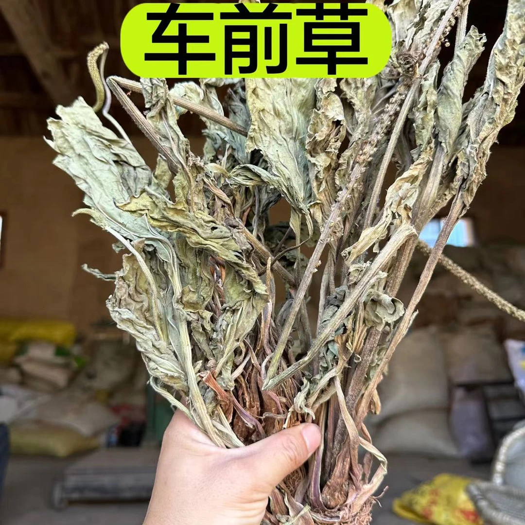 【车前草】甘肃山里采挖野车前草 整条发货250g包邮