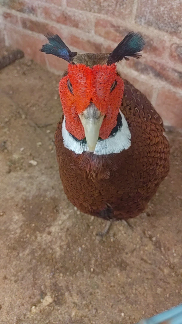 挑鸡   鸡王