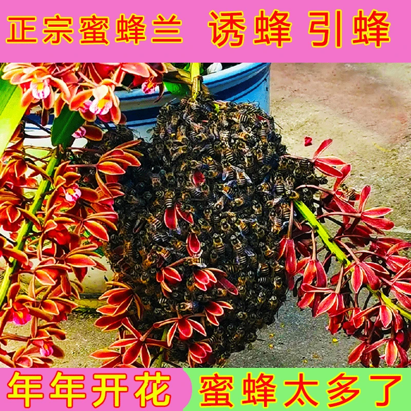 正宗蜜蜂兰花盆栽诱蜂兰带花苞批发直播户外招引蜂兰花大盆兰草苗