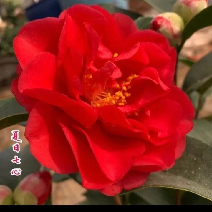 四季茶花树苗  四季开花茶花盆栽