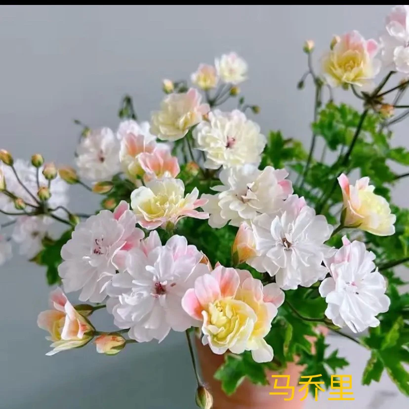 兽系【马乔里】(一盆包邮;拍三发四)