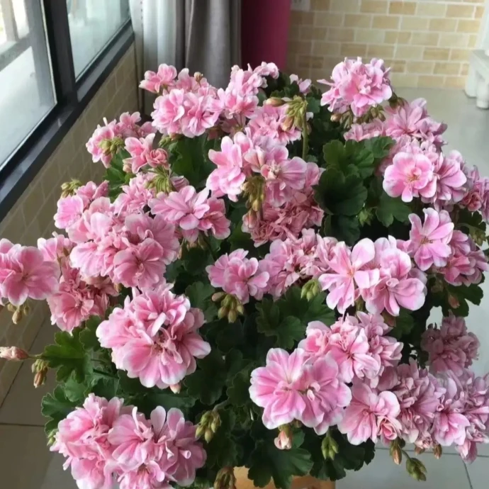 【童话故事】(一盆包邮;拍三发四)