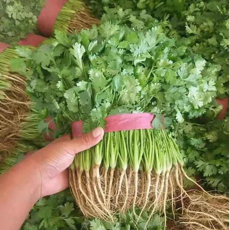 香菜约100g