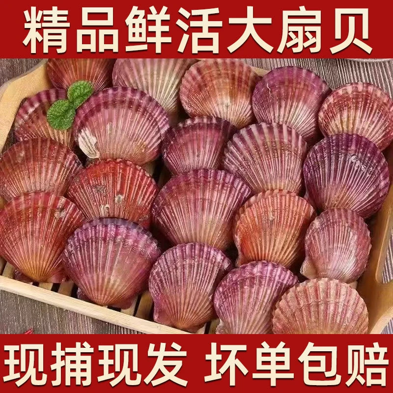 新鲜小红贝 活鲜发货 无泥无沙 包鲜不包活 顺丰冷链包邮