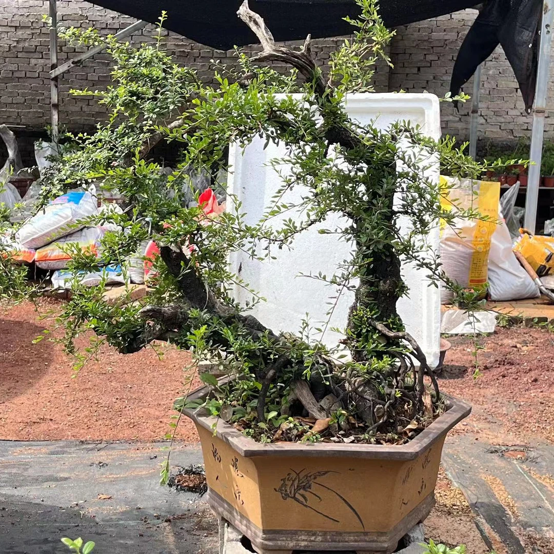 铁马鞭 云南优秀盆景素材 老气原生桩