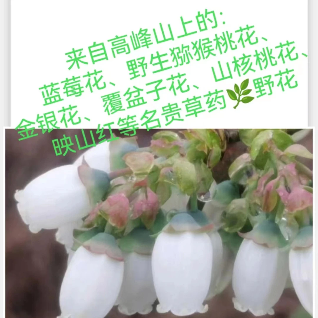 蓝聪大山里的野花蜂蜜150g/瓶食用纯正滋补营养天然采集春蜜品牌