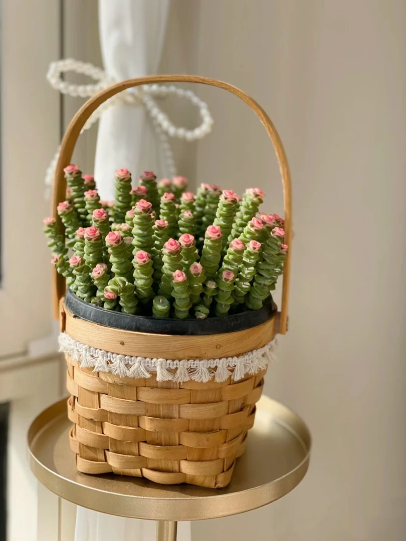 大盆钱串串多肉植物新手好养展示种植上盆下单带盆带土一单包邮发