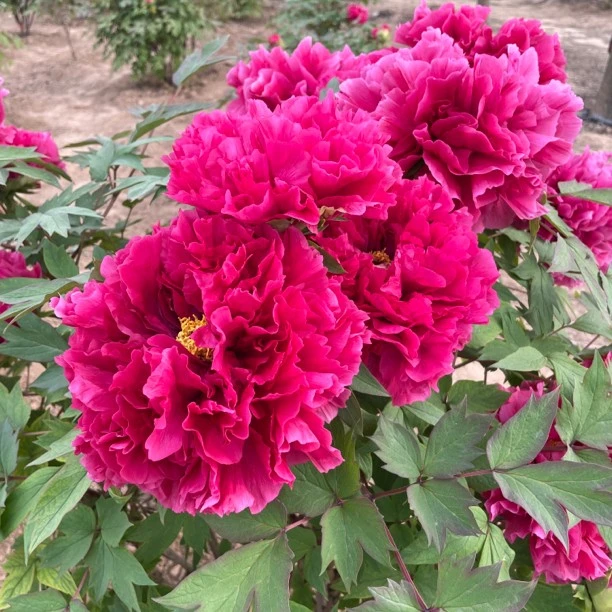 牡丹树花苗(直播间)专享,一物一拍