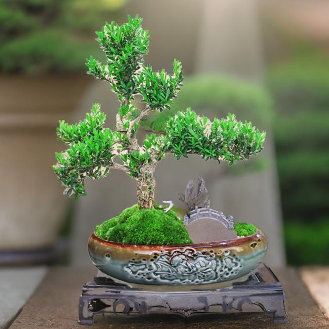 造型老桩黄杨盆景盆栽绿植室内室外好养