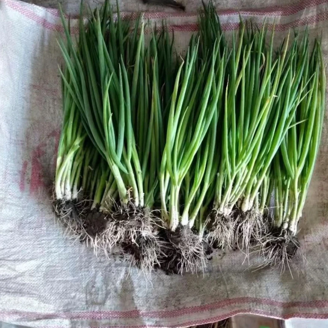 贵州大山幺妹=农家=小=葱 农户高山种植 无污染绿色 500g