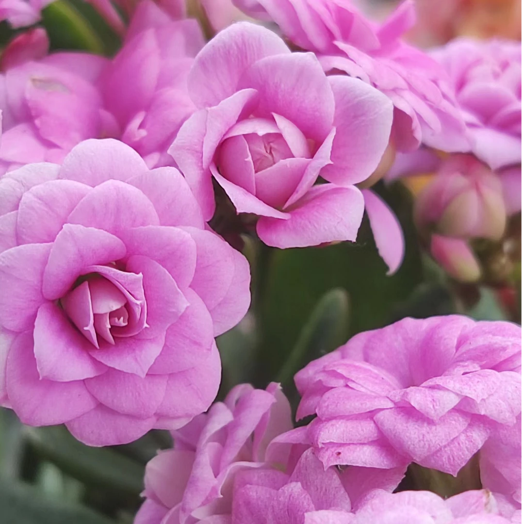 【梅尔迪斯】长寿花四季开花阳台盆栽大花重瓣花卉植物