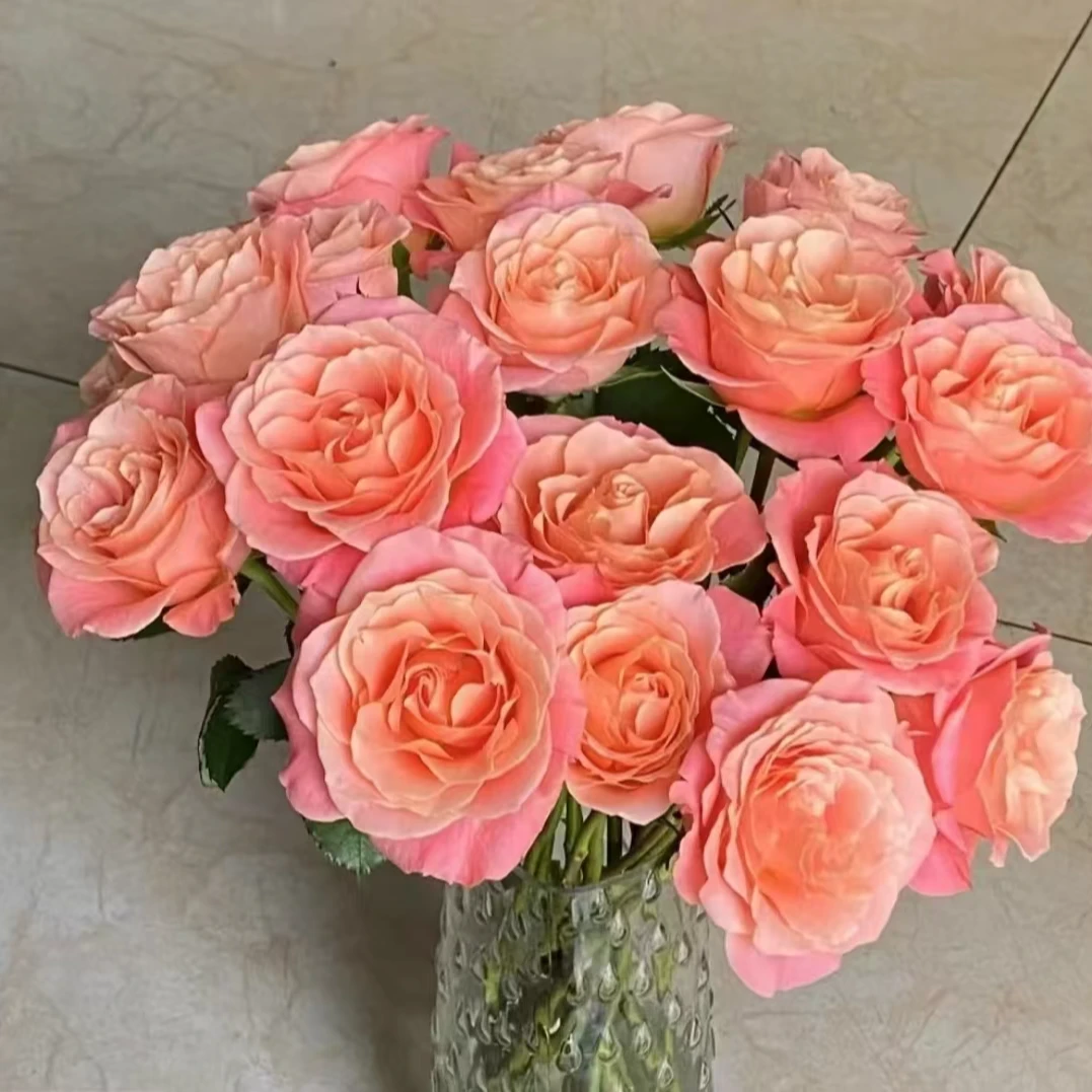 【花桥花卉】朱小姐单头玫瑰鲜花