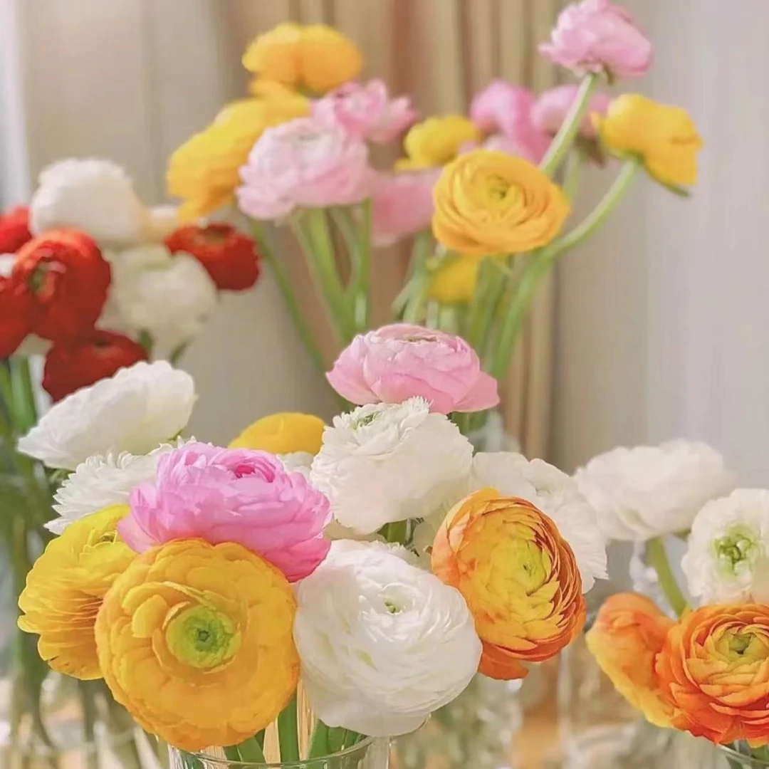 【花桥】洋牡丹鲜花（零度以下需拍保温棉）