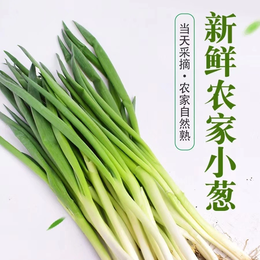 东北小葱小水葱打饭包现挖新鲜蘸酱菜农产品