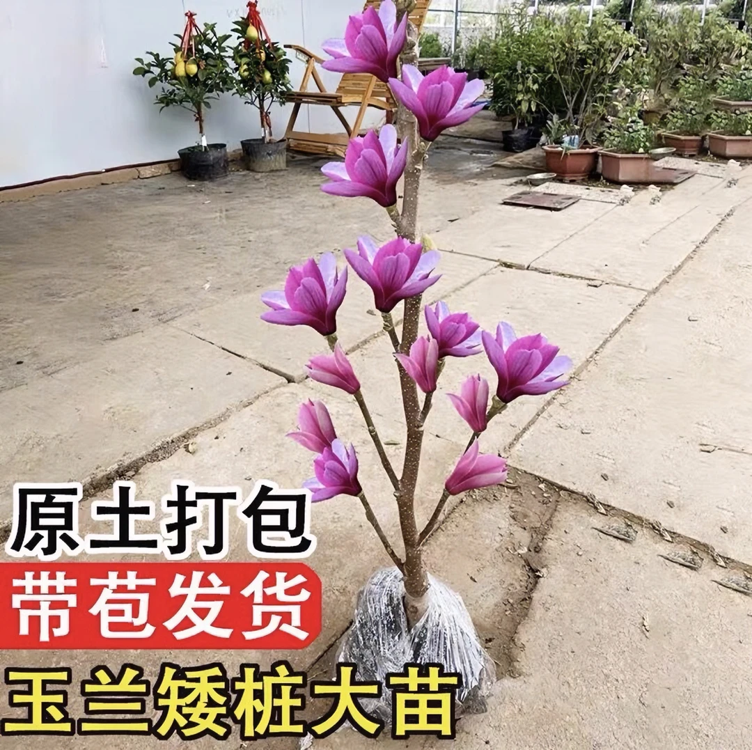 【带花苞 浓香型】玉兰花盆栽带花苞发货 紫玉兰阳台庭院花卉植物