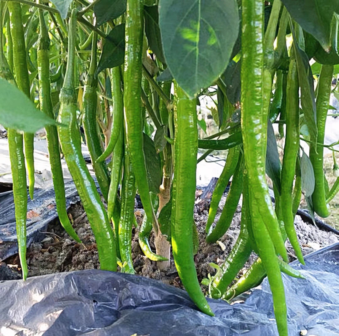 贵州新鲜线椒青辣椒红辣椒现摘二荆条香辣青椒中辣长辣椒顺丰包邮