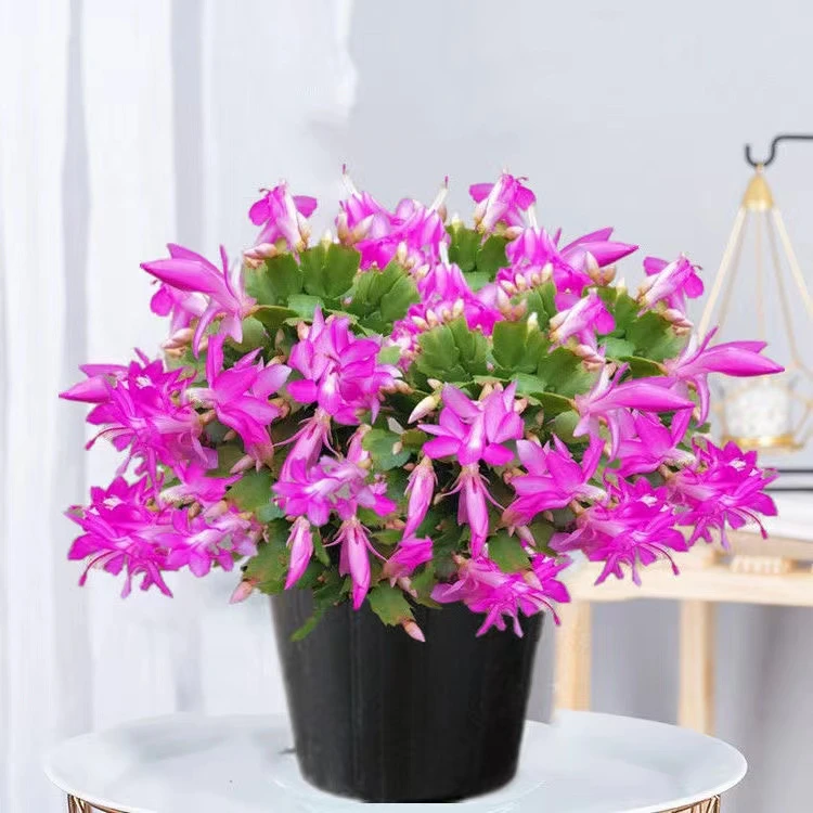 【紫色蟹爪兰】进口蟹爪兰四季开花阳台多肉绿植花卉盆栽室内带花