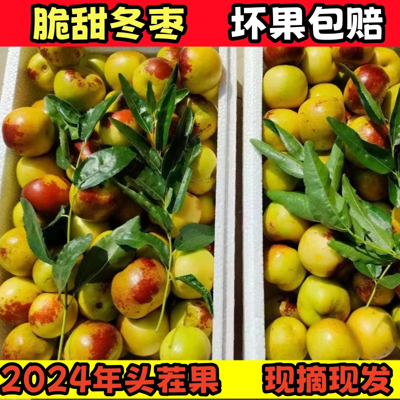 【沾化冬枣2】冰糖冬枣3/5斤装现脆甜冬枣孕妇新鲜应季水果