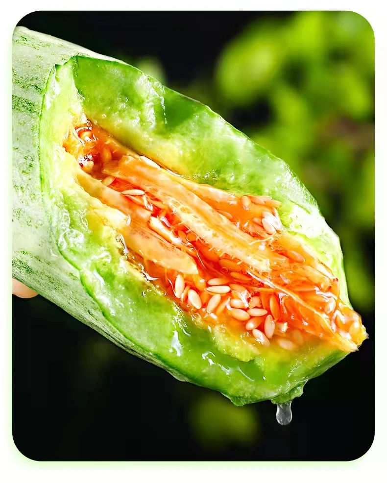 山东羊角蜜甜瓜脆甜多汁新鲜采摘种植蜜瓜香瓜好吃新鲜采摘