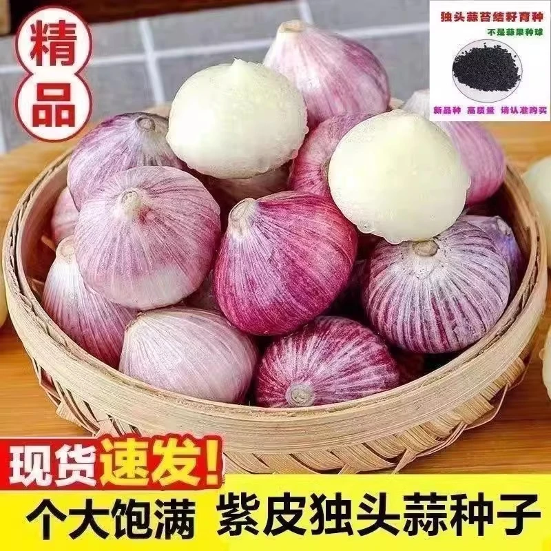 【2.9抢！600粒】农家独头蒜种子秋季播种紫皮大蒜种子阳台盆栽地栽