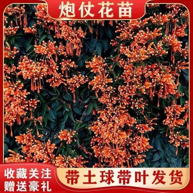【含原土原袋】炮仗花爬藤植物长藤鞭炮花卉四季绿植盆栽庭院批发