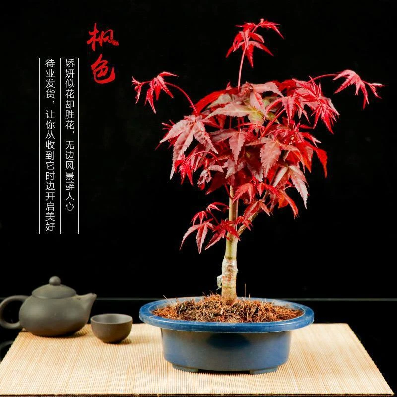 【花匠】红枫红舞姬老桩盆景四季阳台红枫庭院盆景树苗客厅室内