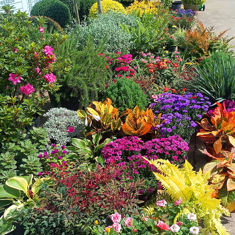 花境造景绿植庭院花卉园艺
