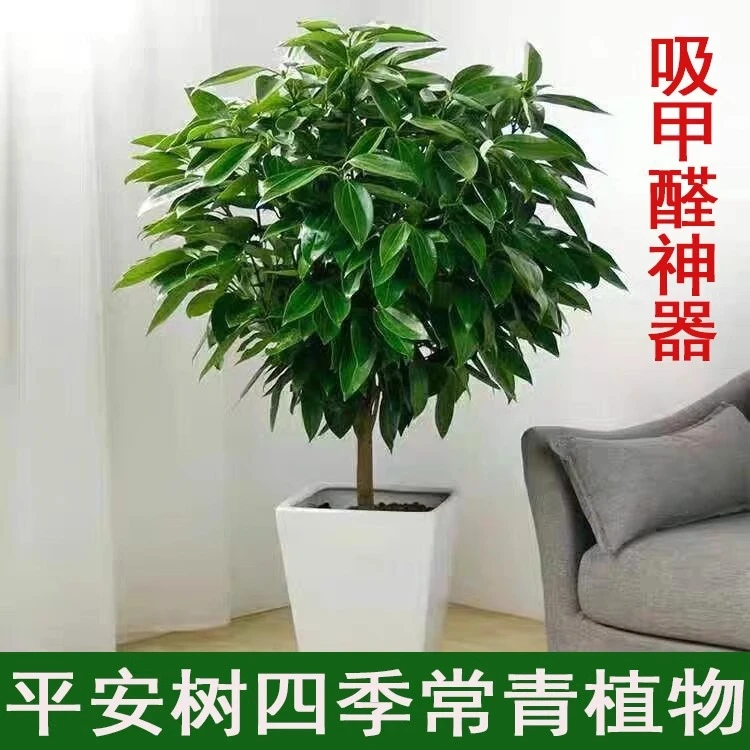 【平安树】盆栽四季常青植物室内客厅吸甲醛净化花卉绿植