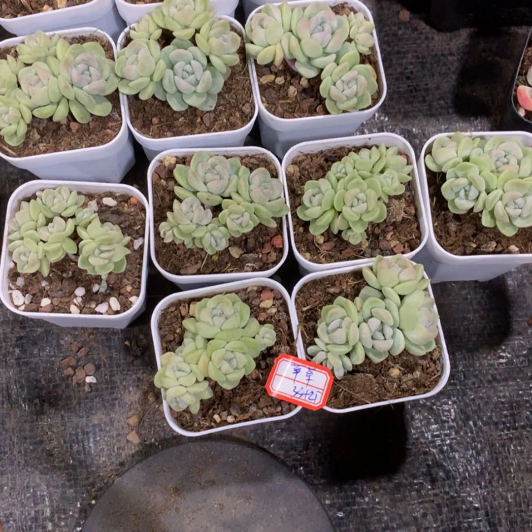 【闪购商品】1111121111