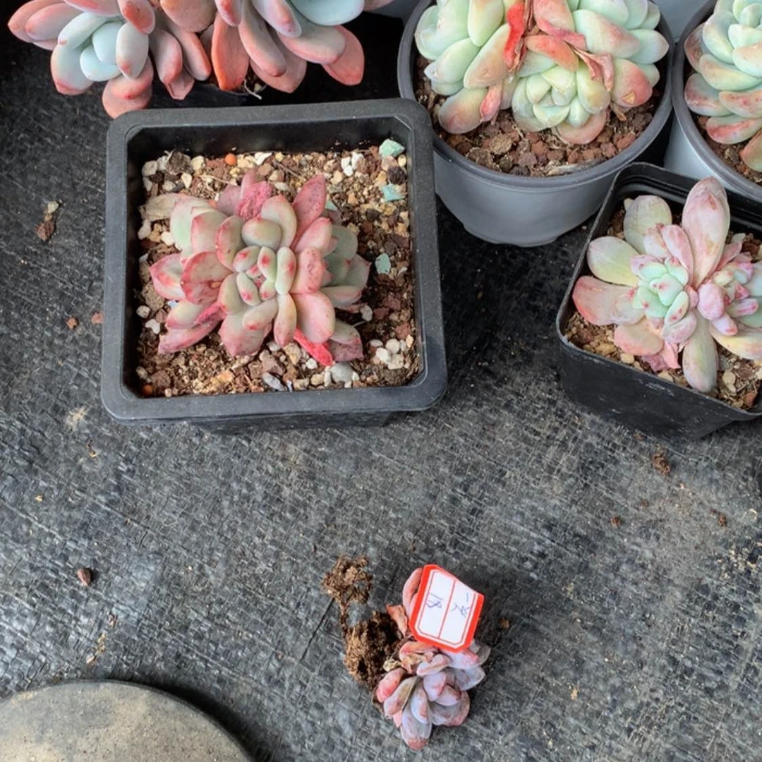 【闪购商品】好吧不不不哈哈