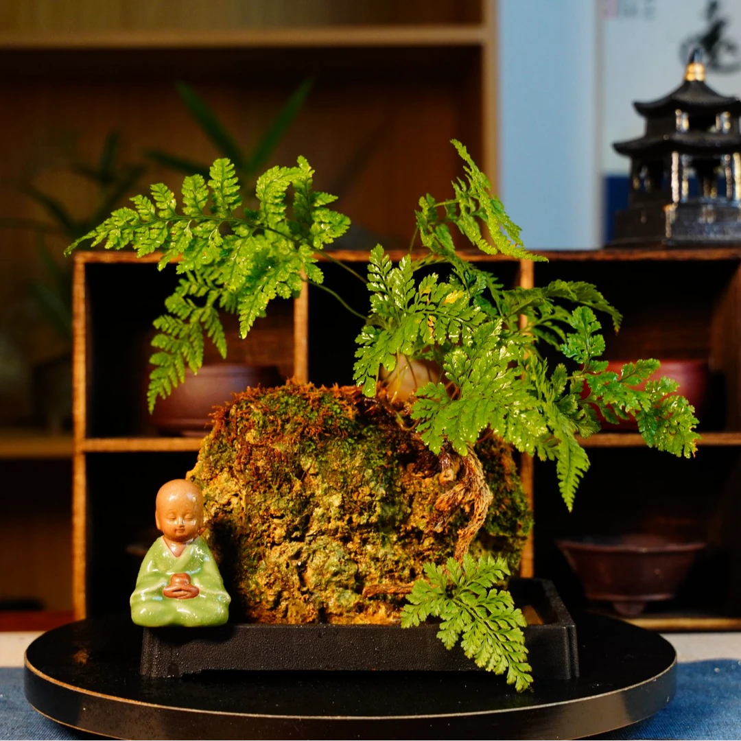 吸水石原石 附石菖蒲苔藓微景观桌面水培绿植 直播间一物一拍