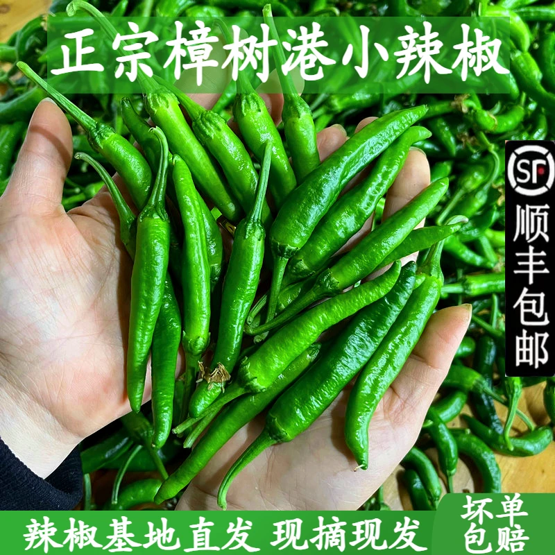 正宗樟树港新鲜辣椒湖南农产品薄皮青椒湘阴农家小辣椒微辣1/5斤