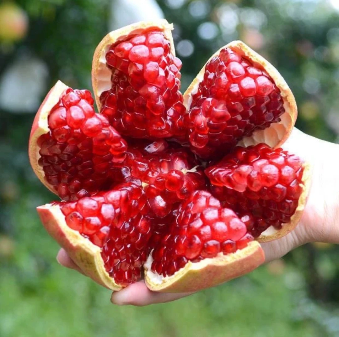 XX33四川会理红宝石突尼斯软籽石榴新鲜应急甜水果精选（带箱5斤）