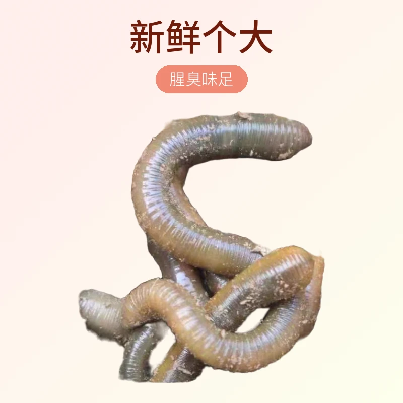 青黑蚯蚓，新鲜个大，腥臭味足