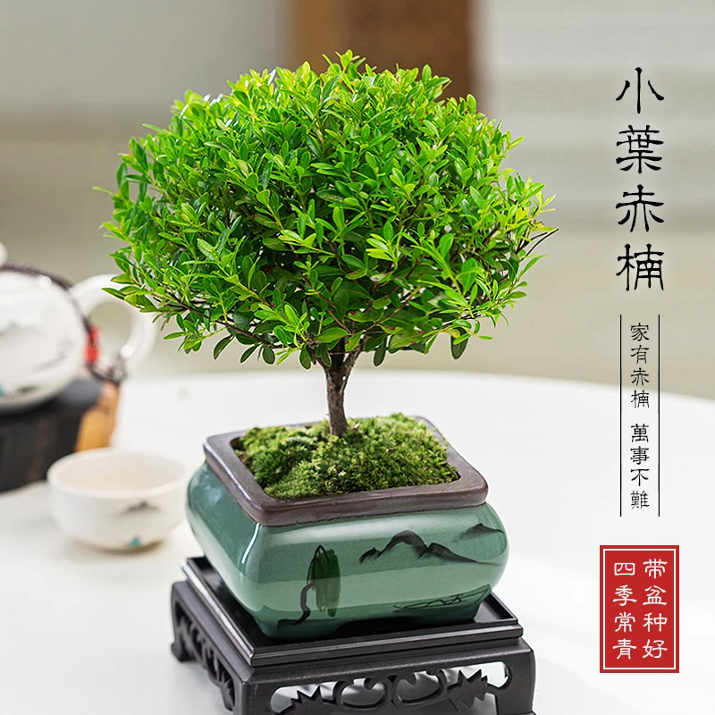 【茶台】小叶赤楠室内绿植盆栽高贵典雅书香气息书房茶桌盆景好养活