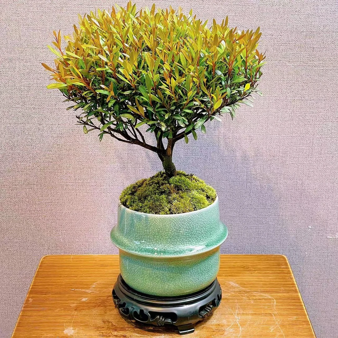 【茶台】小叶赤楠室内绿植盆栽高贵典雅书香气息书房茶桌盆景好养